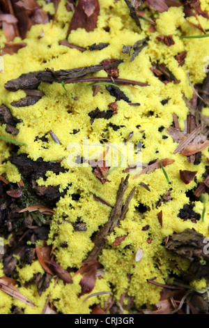 Dog Vomit Slime Mold Fuligo septica Stockfoto