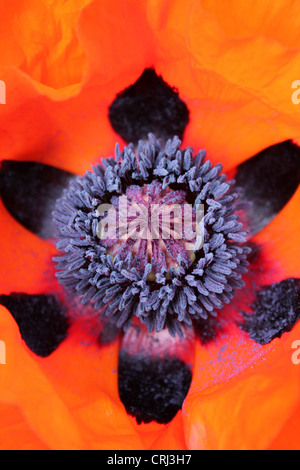 Staubblätter und Stigmatisierung der An orientalische Mohn Papaver orientale Stockfoto