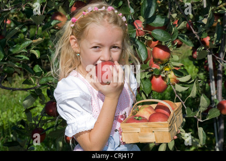 kleines Mädchen Äpfel ernten und in einem davon beißen Stockfoto