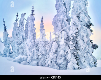 Schnee auf den Bäumen. Mt. Rainier Nationalpark, Washington Stockfoto