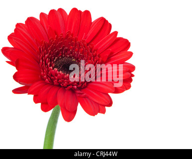 Feine rote Gerbera. Alle auf weißem Hintergrund. Stockfoto