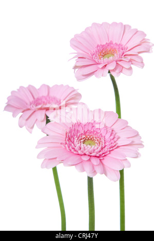 Feine rosa Gerbera. Alle auf weißem Hintergrund. Stockfoto