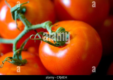 Antioxidans Krebs Katarakt Lebensmittel Lebensmittel Lebensmittel frisches Obst Herzerkrankungen Lycopin Lycopersicon Esculentum rote reife Tomate Stockfoto