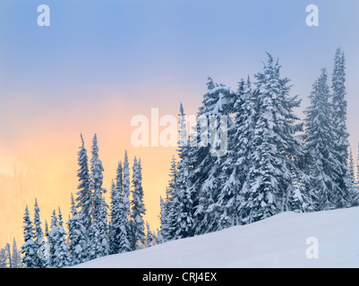 Schnee auf den Bäumen mit Sonnenuntergang Farbe. Mt. Rainier Nationalpark, Washington Stockfoto