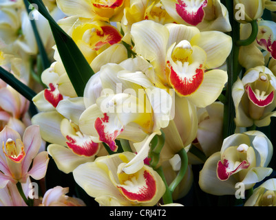 Nahaufnahme von Cymbidium Orchidee. Oregon Stockfoto