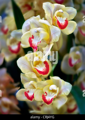 Nahaufnahme von Cymbidium Orchidee. Oregon Stockfoto