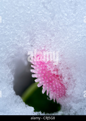 Nahaufnahme von Englisch Daisy mit Schnee. Oregon Stockfoto