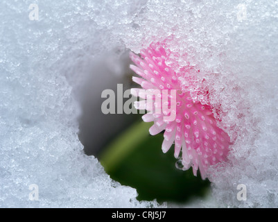 Nahaufnahme von Englisch Daisy mit Schnee. Oregon Stockfoto