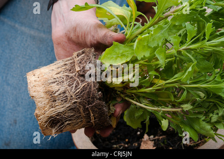 Eine Osteospermum Pflanze mit Wurzeln, die Topf-gebundenen geworden und die Verpflanzung jetzt braucht. Stockfoto