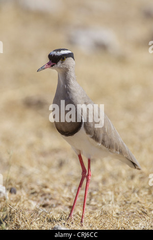 Gekrönte Regenpfeifer (Vanellus Coronatus) in den Etosha Nationalpark, Namibia. Stockfoto