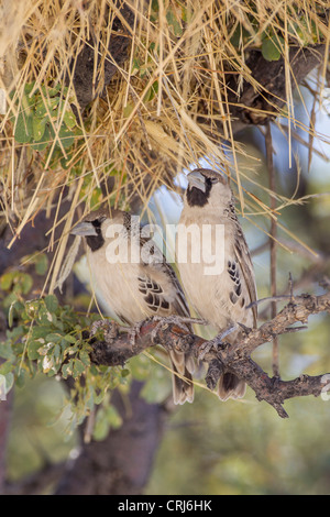 Gesellig Weber (Philetairus Socius) in den Etosha Nationalpark, Namibia. Stockfoto