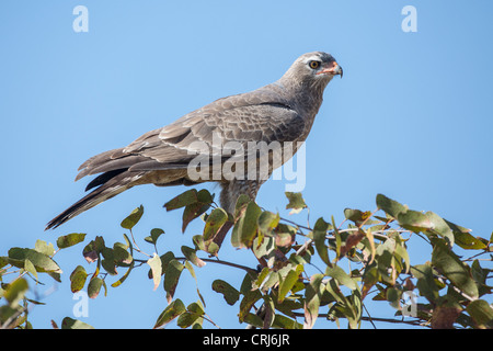 Juvenile blass singen Habicht (Melierax Canorus) in den Etosha Nationalpark, Namibia. Stockfoto