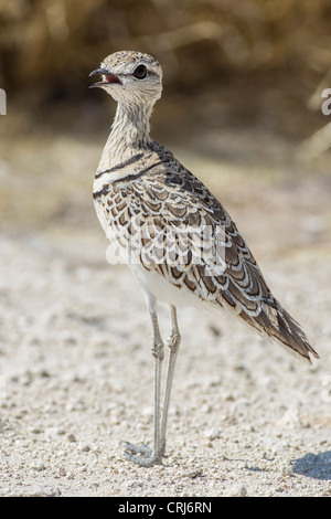 Zwei-banded Renner (Rhinoptilus Africanus) im Etosha Nationalpark, Namibia. Stockfoto