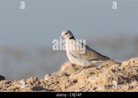 Kap Turteltaube (Streptopelia Capicola) in den Etosha Nationalpark, Namibia. Stockfoto