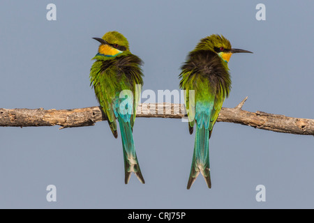 Zinnenkranz Bienenfresser (Merops Hirundineus) in den Etosha Nationalpark, Namibia. Stockfoto