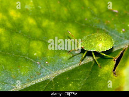 grünes Schild Bug auf Blatt. Stockfoto