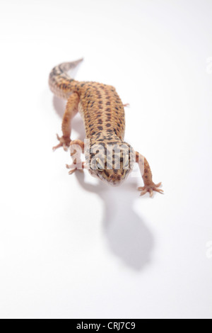 Leopardgecko auf einen Ausschnitt der Hintergrund Stockfoto