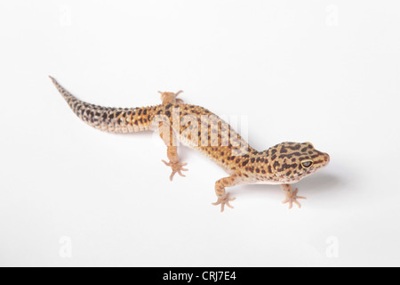 Leopardgecko auf einen Ausschnitt der Hintergrund Stockfoto