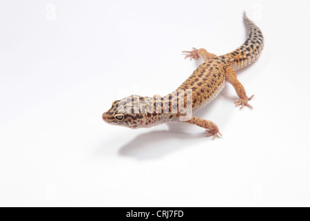 Leopardgecko auf einen Ausschnitt der Hintergrund Stockfoto