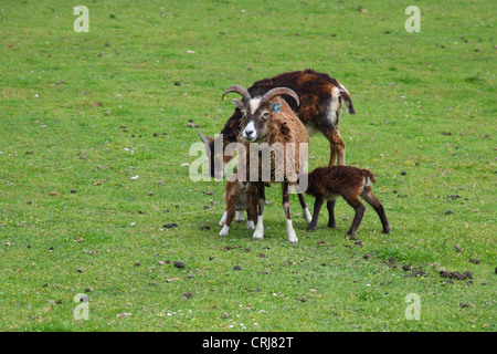 Castlemilk Moorit Schaf Stockfoto