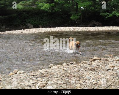 Hund im Wasser mit ball Stockfoto