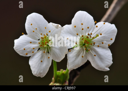 wilde Kirsche Prunus Avium Blüte Stockfoto