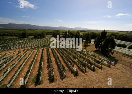 Lange Reihen von Reben, die mit Traubenschutzfolien auf dem Weingut Highfield und den Weinbergen in Marlborough bei Blenheim auf South Island in geschützt sind Stockfoto