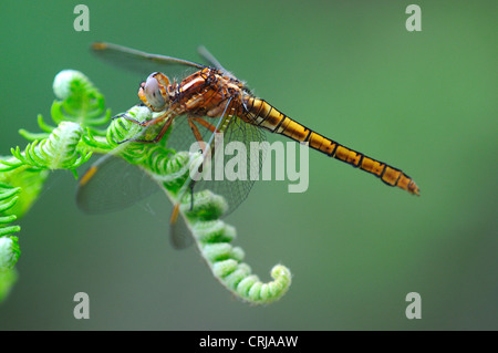 gekielte Abstreicheisen Libelle auf bracken Stockfoto