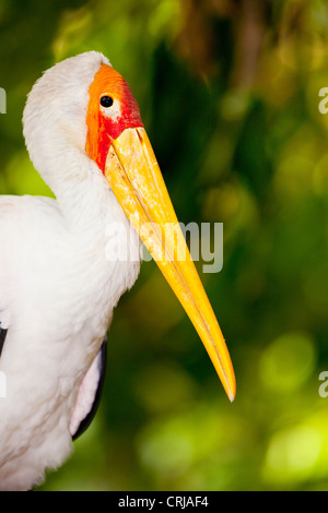Gelb-billed Stork (Mycteria Ibis) Stockfoto
