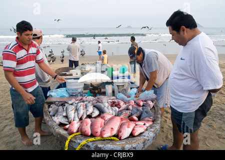 Mexikanische Fischer, Verarbeitung und Verkauf von ihren morgendlichen fangen direkt am Strand. Stockfoto