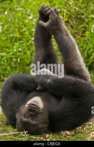 Afrika, Kenia, Amboseli Nationalpark, Schimpanse, gefangen oder kontrollierten Situation; Great Ape, ruhen Stockfoto