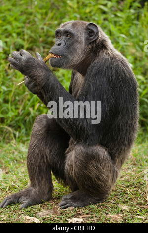 Afrika, Kenia, Sweetwater Conservancy, gemeinsame Schimpanse Pan Troglodytes, posieren, Essen, gefangen oder kontrollierten situation Stockfoto