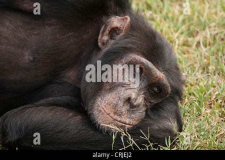 Afrika, Kenia, Sweetwater Conservancy, Amboseli NP; Gemeinsame Schimpanse Pan Troglodytes, Gefangenschaft oder kontrollierten situation Stockfoto