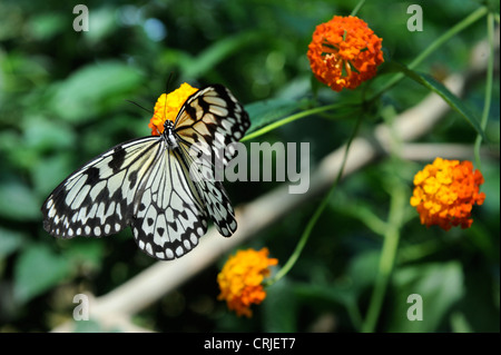 Eine weiße Baumnymphe Schmetterling Stockfoto