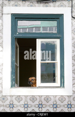 Hund aus einem Fenster in der Gra ein Viertel, Portugal, Lissabon Stockfoto