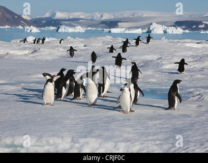 Eine Gruppe von Adelie-Pinguine-Laib auf Meereis in der Nähe ihrer Kolonie auf Teufel-Insel Stockfoto
