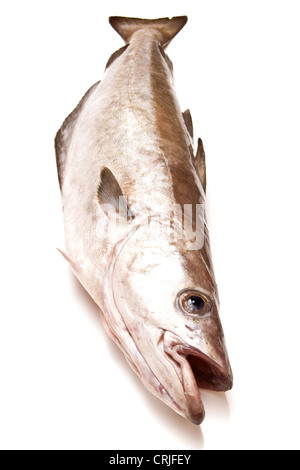 Pollock (Pollachius Pollachius) Fisch isoliert auf einem weißen Studio-Hintergrund. Stockfoto