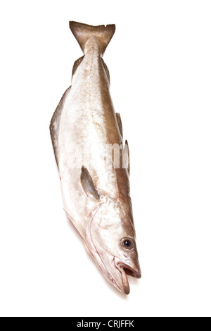 Pollock (Pollachius Pollachius) Fisch isoliert auf einem weißen Studio-Hintergrund. Stockfoto