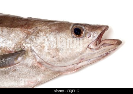 Detail eines Pollock (Pollachius Pollachius) Fisches isoliert auf einem weißen Studio-Hintergrund. Stockfoto