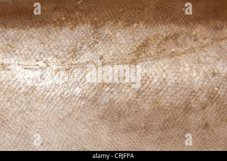 Detail eines Pollock (Pollachius Pollachius) Fisches isoliert auf einem weißen Studio-Hintergrund. Stockfoto