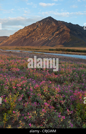 Zwerg-Weidenröschen wird durch Abendlicht auf 02:00 auf einer Kiesbank in Marsh Fork des ANWR Canning River beleuchtet. Stockfoto