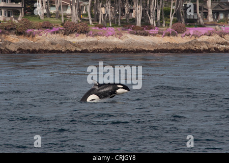 Transiente Schwertwal/Orca (Orcinus Orca). Juvenile Porpoising. Monterey, Kalifornien, Pacific Ocean. Stockfoto