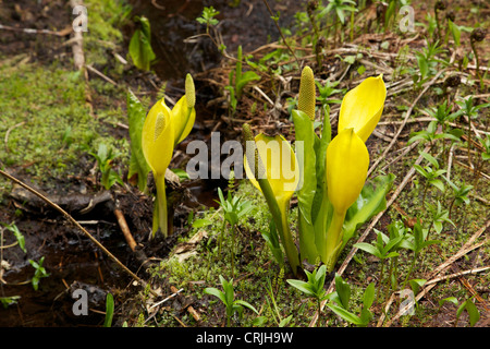 Westlichen Skunk Cabbage (Lysichiton Americanus) in Blüte in der Nähe von Tracy Arm südöstlichen Alaska Stockfoto