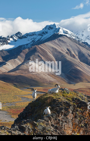 Polychrome Pass, Denali NP, Alaska, Dallschafe rammt Barsch auf einer Klippe hoch über brillant farbige Tundra im Herbstlaub Stockfoto