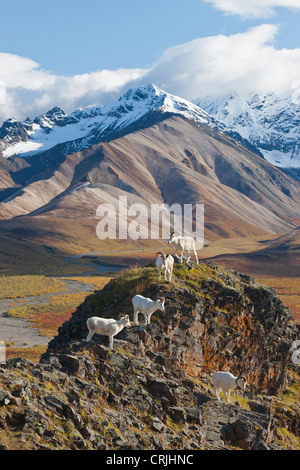 Polychrome Pass, Denali NP, Alaska, fünf Dall-Schafe rammt Barsch auf einer Klippe hoch über brillant farbige Tundra im Herbstlaub Stockfoto