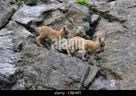 Alpensteinbock (Capra Ibex), zwei Jugendliche klettern in einer Felswand, Alpen Stockfoto