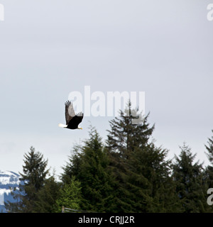 Weißkopf-Seeadler (Haliaeetus Leucocephalus) Petersburg, Alaska. Stockfoto