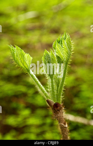 Devil's Club oder devil's Gehstock (Oplopanax Horridus) in der Nähe von Sitkoh Bay, Chichagof Island, Südost-Alaska Stockfoto
