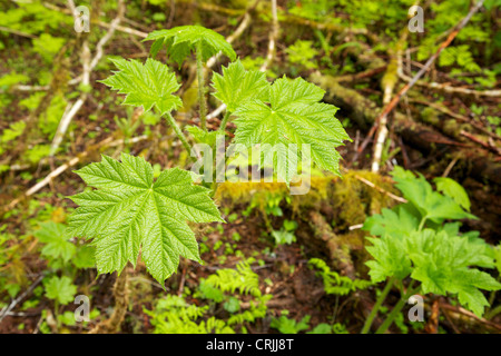 Devil's Club oder devil's Gehstock (Oplopanax Horridus) in der Nähe von Sitkoh Bay, Chichagof Island, Südost-Alaska Stockfoto