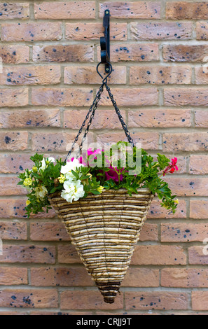 Blumenampel gegen eine Mauer Stockfoto